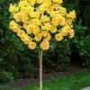 Sparkle & Shine Yellow Tree Rose - 7 Gallon Pot