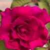Brindabella Red Empress Shrub Rose - 3 Gallon Pot