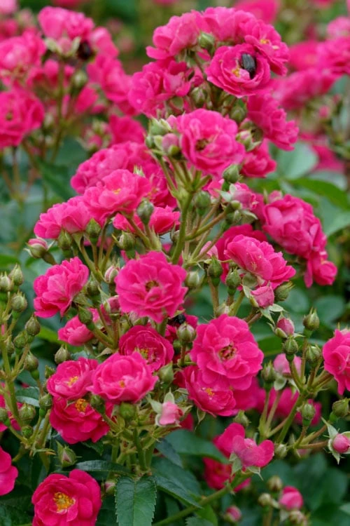 Oso Easy 'Peasy' Rose - 3 Gallon Pot - Image 5