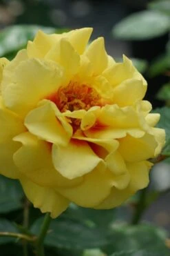 Rise Up Ringo Rose - 3 Gallon Pot