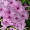 Katie Pink Dwarf Mexican Petunia (Ruellia) - 10 Pack Quart Pots