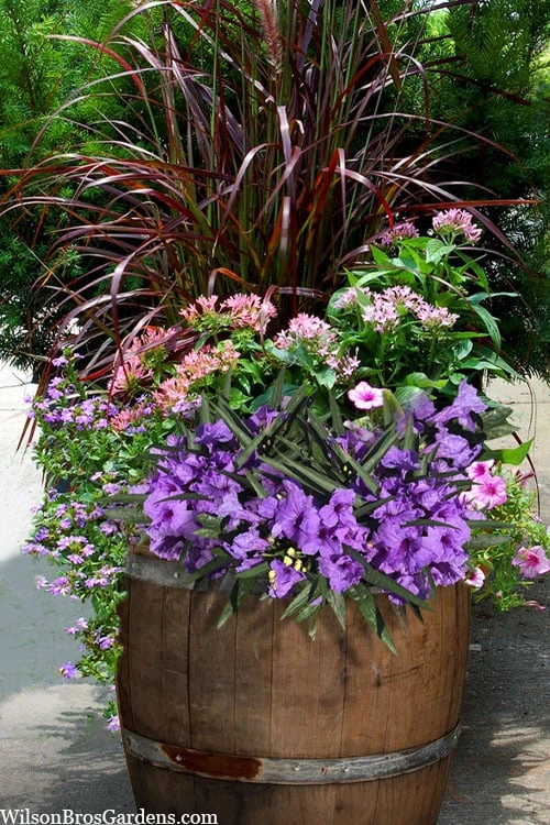 Katie Purple Dwarf Mexican Petunia (Ruellia) - 10 Pack Of Quart Pots - Image 5