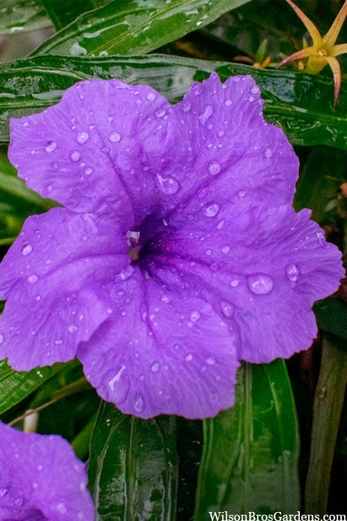 Katie Purple Dwarf Mexican Petunia (Ruellia) - 10 Pack Of Quart Pots - Image 4