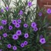 Purple Showers Mexican Petunia - Ruellia - 3 Gallon Pot