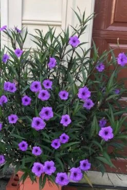 Purple Showers Mexican Petunia - Ruellia - 1 Gallon Pot
