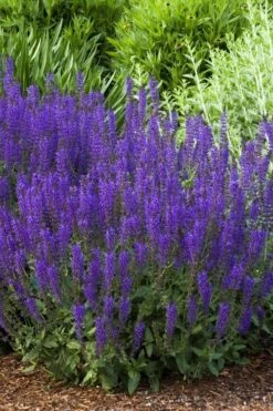 May Night Salvia - 5 Pack Of Quart Pots