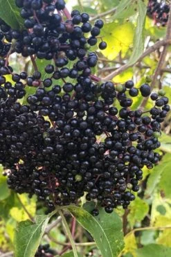 Ranch American Elderberry (Sambucus Canadensis) - 3 Gallon Pot
