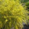 Fireworks Goldenrod (Solidago) - 6 Pack Of 1 Gallon Pots