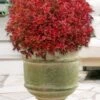 Rainbow Fizz Spirea - 1 Gallon Pot