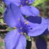 Ohio Blue Jacket Spiderwort (Tradescantia Ohiensis) - 1 Gallon Pot