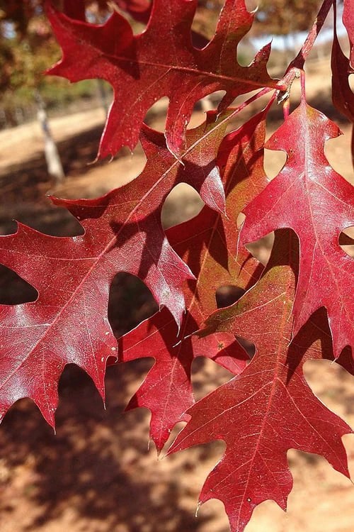 Nuttall Oak Tree (Quercus Nuttallii) - 3 Gallon Pot - Image 6