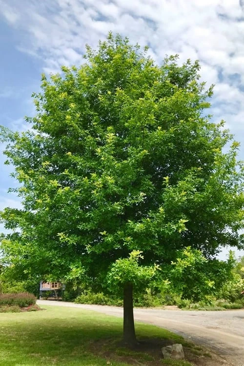 Nuttall Oak Tree (Quercus Nuttallii) - 3 Gallon Pot - Image 10