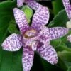 Miyazaki Toad Lily (Tricyrtus Hirta) - 1 Gallon Pot