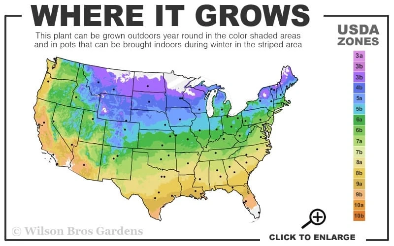 Katie Purple Dwarf Mexican Petunia (Ruellia) - 10 Pack Of Quart Pots - Image 3