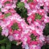 EnduraScape Pink Fizz Verbena - 10 Pack Of Pint Pots