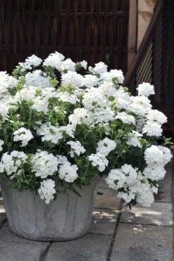 EnduraScape White Verbena - 10 Pack Of Pint Pots