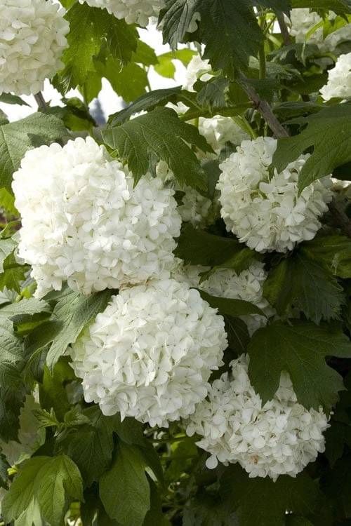 Eastern Snowball Viburnum Bush - 1 Gallon Pot - Image 7
