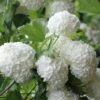 Eastern Snowball Viburnum Bush - 1 Gallon Pot