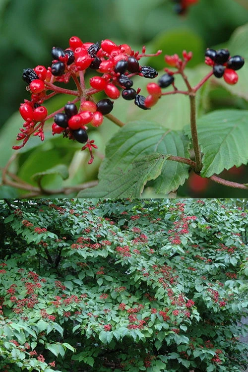 Japanese Doublefile Viburnum - 2 Gallon Pot - Image 6