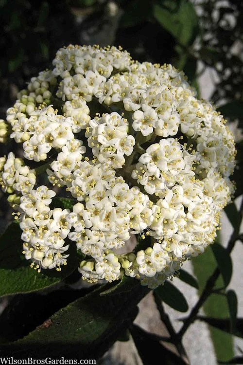 Willowwood Viburnum - 3 Gallon Pot