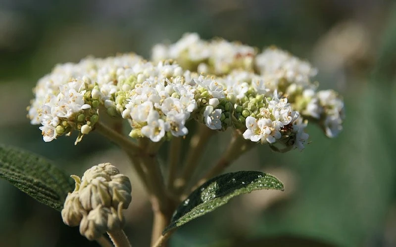 Willowwood Viburnum - 3 Gallon Pot - Image 4