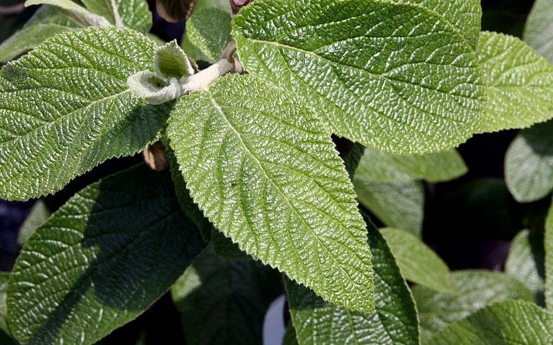 Willowwood Viburnum - 3 Gallon Pot - Image 5