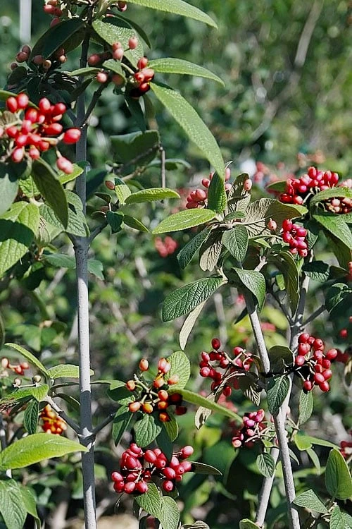 Willowwood Viburnum - 3 Gallon Pot - Image 7