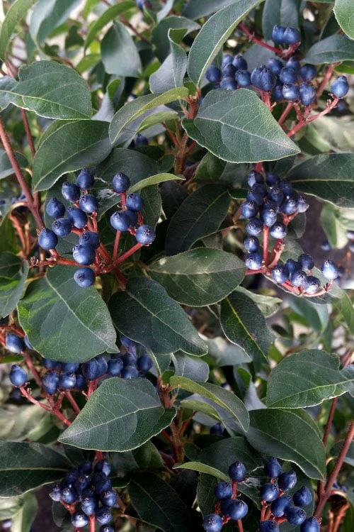 Spring Bouquet Viburnum - 1 Gallon Pot - Image 7