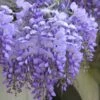 Blue Chinese Wisteria Vine (Wisteria Sinensis) - 3 Gallon Pot